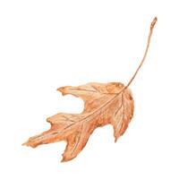 Dried brown leaf. Watercolor hand drawn illustration of forest plant element. Floral realistic clip art for eco goods, natural herbal medicine, healthy tea, homeopatic remedies, p lables, prints vector