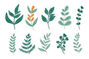 Set of modern floral elements.Flower and green leaves.Hand draw botanical. vector