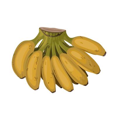 Vector illustration, a comb of ripe saba banana, scientific name Musa acuminata balbisiana, isolated on white background.
