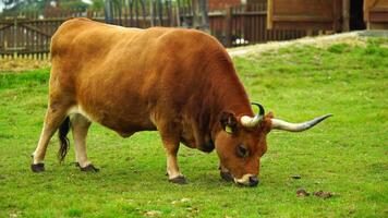 Video of Cachena cattle in zoo