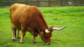 Video of Cachena cattle in zoo