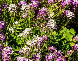 Purple and white flowers of Lobularia maritima. Alyssum maritimum, sweet alyssum or sweet Alison. photo