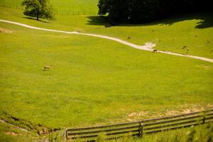 Reindeers on the foothills of Jelenov Greben in Slovenia photo