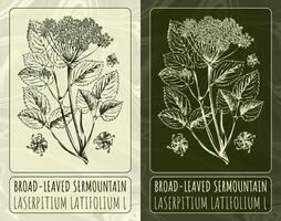 Vector drawings BROAD-LEAVED SERMOUNTAIN. Hand drawn illustration. Latin name LASERPITIUM LATIFOLIUM  L.