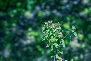 Spiraea ferganensis or meadowsweet. Faded branches of a plant in summer. Dry flower petals. photo