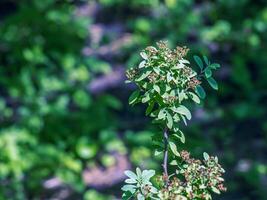 espirea ferganensis o reina de los prados. descolorido ramas de un planta en verano. seco flor pétalos foto