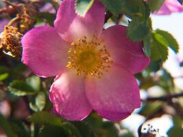 roseraie in saint galmier in loire in france photo