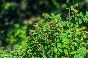 espirea ferganensis o reina de los prados. descolorido ramas de un planta en verano. seco flor pétalos foto