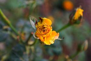 Plant leaves and flowers in Pakistan on 2023-12-12 photo