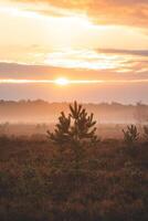 Orange morning sun illuminates a sandy path and a landscape shrouded in mist through the Grenspark Kalmthoutse Heide near Antwerp in northwest Belgium photo