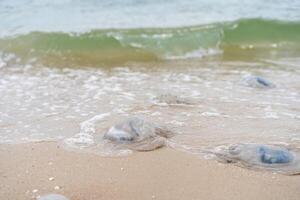 muchos muerto Medusa en mar playa superficial agua cornerot y aurelia Medusa en el arenoso apuntalar y en el agua. foto