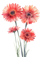 AI generated Gerbera Daisies flower Minimal watercolor on white background png