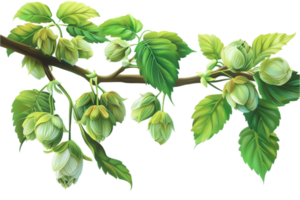 AI generated Illustration of Hop Cones on a Vine png