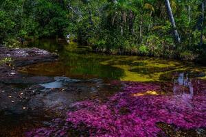 cano cristales es un río en Colombia ese es situado en el sierra Delaware la macarena, en el Departamento de meta. eso es considerado por muchos como el más hermosa río en el mundo foto