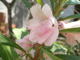 Impatiens balsamina L is a plant originating from Asia. This plant is an annual or biennial plant and has white, red, purple or pink flowers. The shape of the flowers resembles small orchids. photo