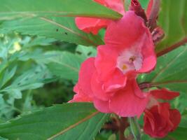 Impatiens balsamina L is a plant originating from Asia. This plant is an annual or biennial plant and has white, red, purple or pink flowers. The shape of the flowers resembles small orchids. photo