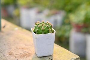 cactus en una maceta foto