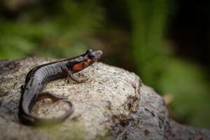 imitador salamandra, desmognato imitador foto