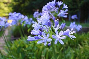 Agapanthus africanus, or the African lily, is a flowering plant from the genus Agapanthus found only on rocky sandstone slopes of the winter rainfall fynbos from the Cape Peninsula to Swellendam. photo