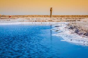 Chott el Djerid, salt lake in Tunisia photo