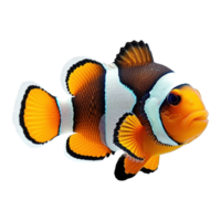 ai generiert Clown Anemonenfisch isoliert auf transparent Hintergrund png