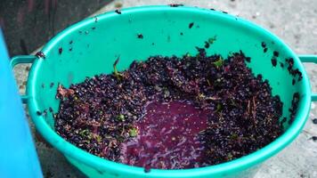 druiventrappen of druiven stampen in traditioneel wijn maken. senior boer scheidt druiven van een bundel in traditioneel manier. druiven zijn vertrapt door blootsvoets Mens naar vrijlating sappen en beginnen fermentatie video