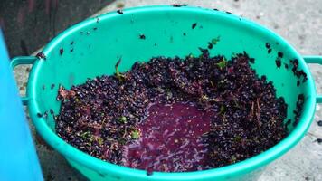 Grape-treading or grape-stomping in traditional winemaking. Senior farmer separates grapes from a bunch in traditional way. Grapes are trampled by barefoot man to release juices and begin fermentation video