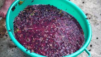 Grape-treading or grape-stomping in traditional winemaking. Senior farmer separates grapes from a bunch in traditional way. Grapes are trampled by barefoot man to release juices and begin fermentation video