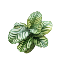 ai gegenereerd calathea orbifolia PNG geïsoleerd Aan transparant achtergrond