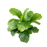 ai généré calathea orbifolia png isolé sur transparent Contexte