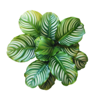AI generated Calathea orbifolia png isolated on transparent background