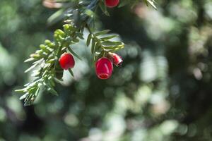 Evergreen tree close up. Yew tree. Green natural pattern. Taxus baccata. photo