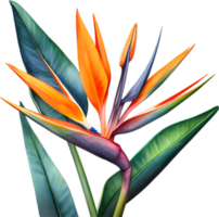 AI generated Watercolor painting of Crane Flower ,Strelitzia reginae. png