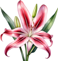 AI generated Watercolor painting of Crinum lily ,Crinum delagoense, flower. png