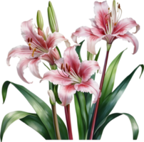 AI generated Watercolor painting of Crinum lily ,Crinum delagoense, flower. png