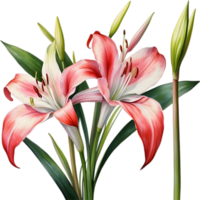 AI generated Watercolor painting of Crinum lily ,Crinum delagoense, flower. png