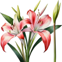 ai genererad vattenfärg målning av crinum lilja , crinum delagoense, blomma. png