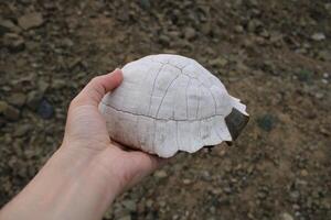 Turtle fossil. Dead and bleached turtle skeleton. photo