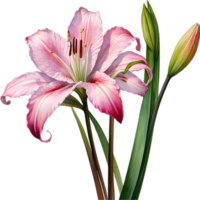 AI generated Watercolor painting of Crinum lily ,Crinum delagoense, flower. png