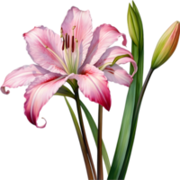 ai genererad vattenfärg målning av crinum lilja , crinum delagoense, blomma. png