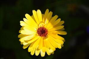 Flower photo,Beautiful flowers images,Flower images wallpapers,Flower Photography photo