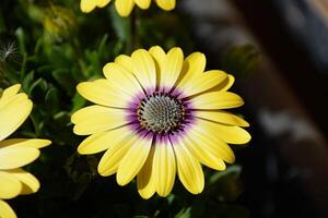 Flower photo,Beautiful flowers images,Flower images wallpapers,Flower Photography photo