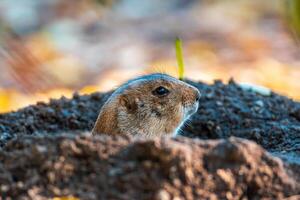 a black tailed prairie dog photo