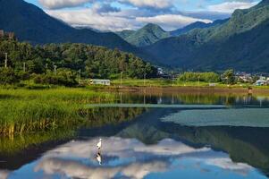 ai generado genial blanco garceta pájaro valores foto, garceta pájaro fotografía.vida silvestre fotografía, foto