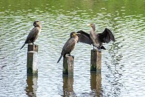 3 comorants on 3 wooden poles in the sea photo