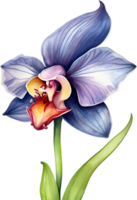 AI generated Watercolor painting of a Monkey Face Orchid flower. png