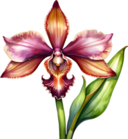 AI generated Watercolor painting of a Monkey Face Orchid flower. png