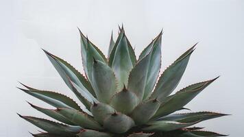 ai generado suculento agave planta exhibido en contra prístino blanco fondo foto