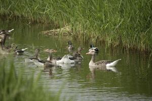 Greyleg goose with yound ones photo