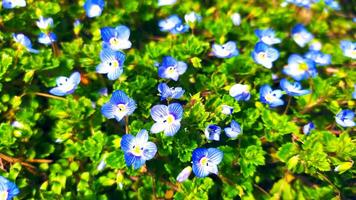 Blue flowers on meadow, spring, blossom photo